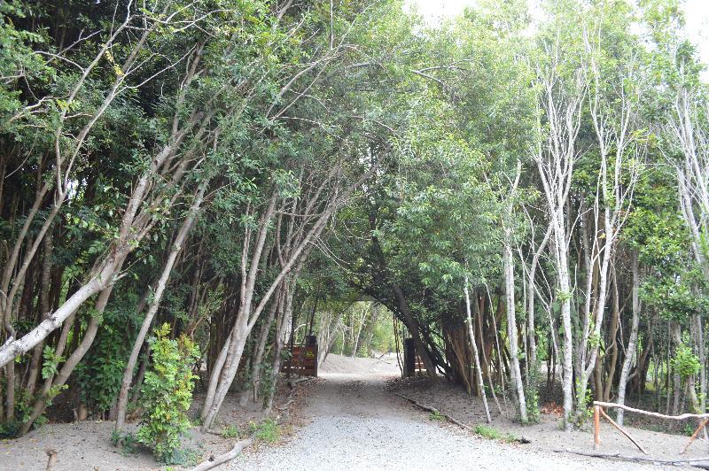 Cabanas Ensenada Bosque Nativo Puerto Varas Exterior photo